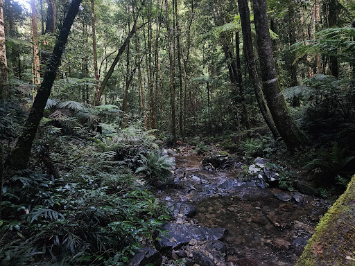 Red Cedar Falls walking track Gallery - Australia