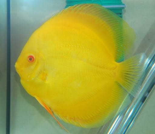 Mac's Discus - Visual