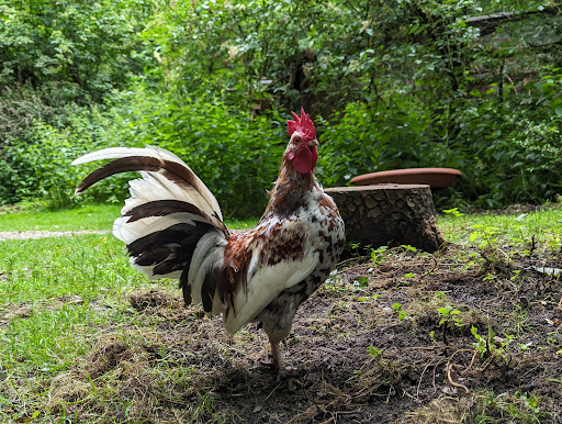 Osteroder Vogelstation - Visual