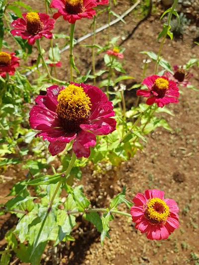 Photos of Jardin Public