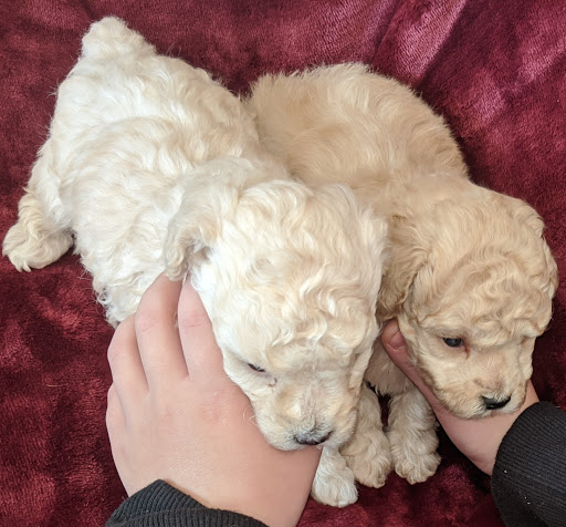Rose Royal Poodles Logo