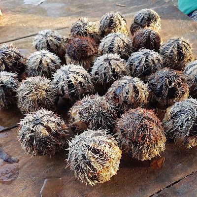 Photos of Pasar Malam Wakatobi