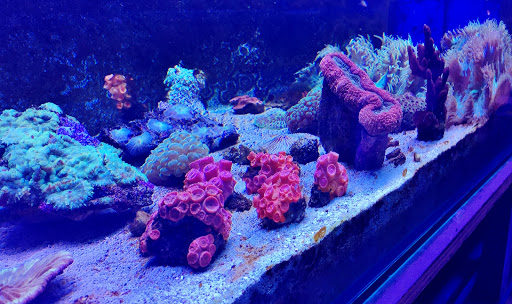 Calico Aquatics - Thumbnail