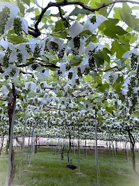 金澤ぶどう農園