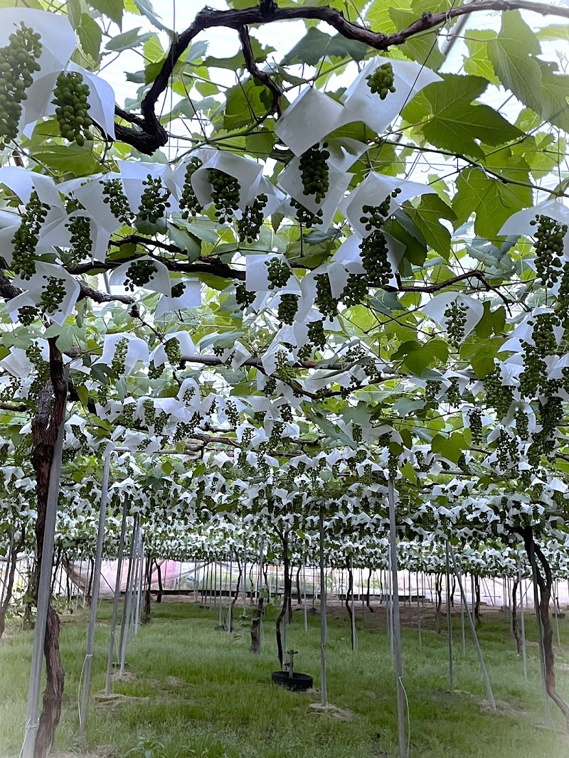 金澤ぶどう農園