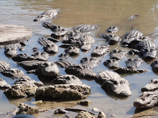 Everglades Alligator Farm