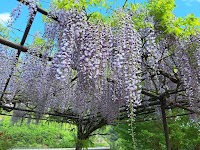 播州平福しゃくなげの里