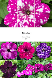 Photo n°23 de Florival Gaec à Tigy (Pépinière)