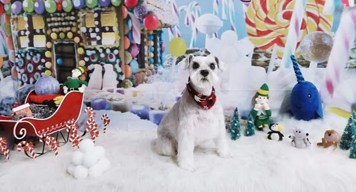 Cosmic Canines Pet Salon & Spa