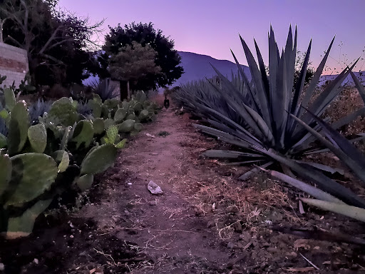 Palenque Mezcal Oaxaqueño - Thumbnail