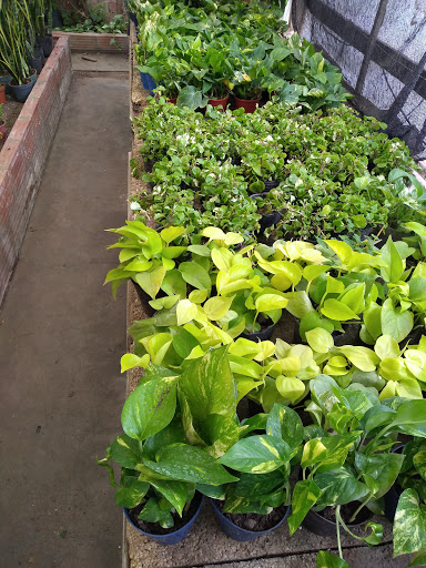 Vivero Los Cedros - Foto 1