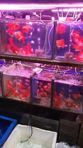 Tan Mok Ya Aquarium - Thumbnail