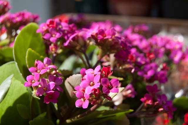 Fleuriste Binette et filles