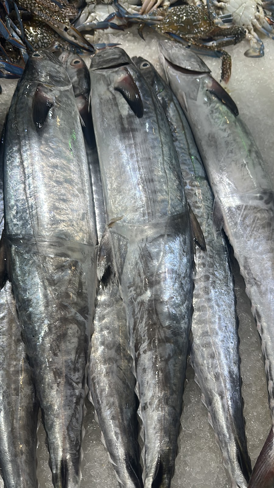 White Shark Fish Trading - صورة 4