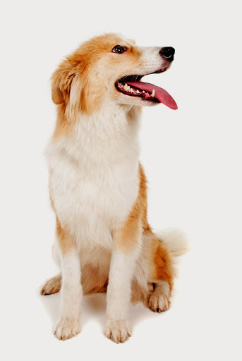 Pet Doctors Howick - Thumbnail