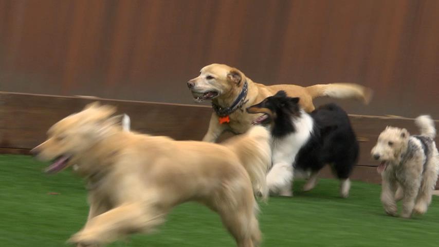 Camp TLC Pet Resort
