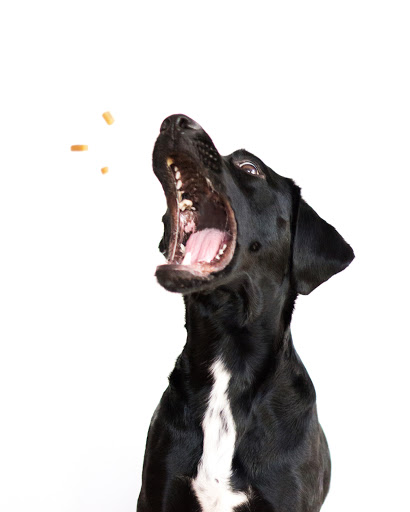 veganpaws - Visual