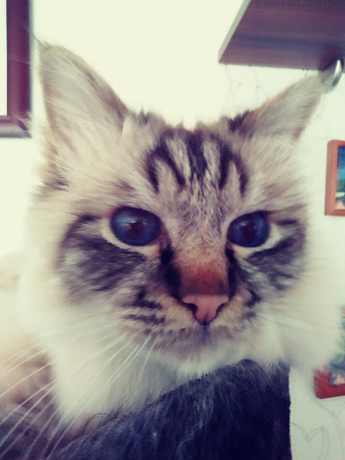 Dr. Andreas Lange veterinarian - Thumbnail