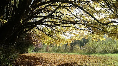 Marys River Park