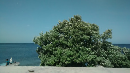 Zacatal - Visual