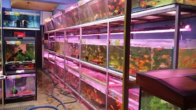 pet-store