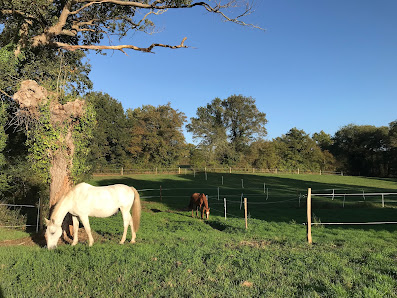 Pension cheval au repos - près d'Angers - Saint-Martin-du-Fouilloux