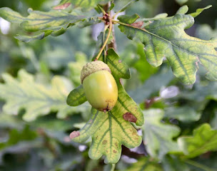 Photo n°16 de Immobilière de la Zorn à Brumath (Consultant immobilier)