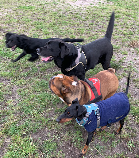 Love 4 Dogs - Thumbnail