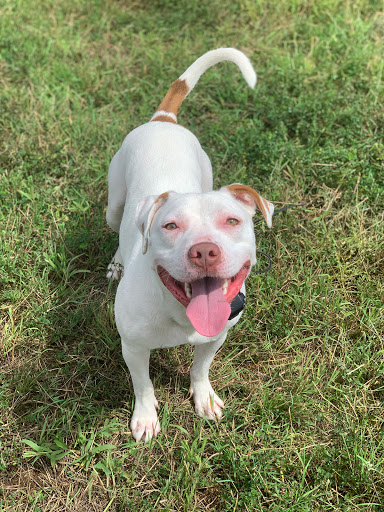 Sadie's Rules K9 Training - Thumbnail