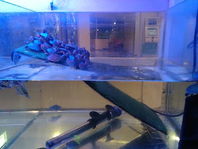 Photos of Al Mushrif Aquarium Fish Trading