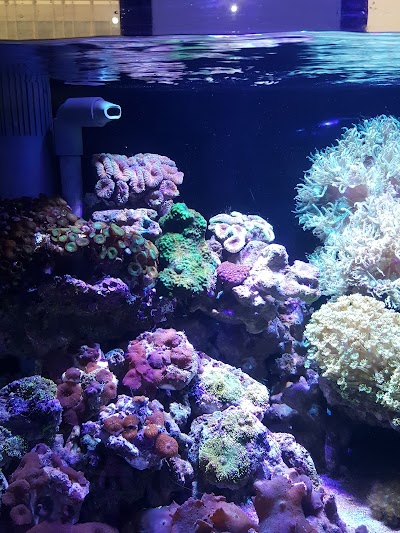 Photos of Eco reef marine systems