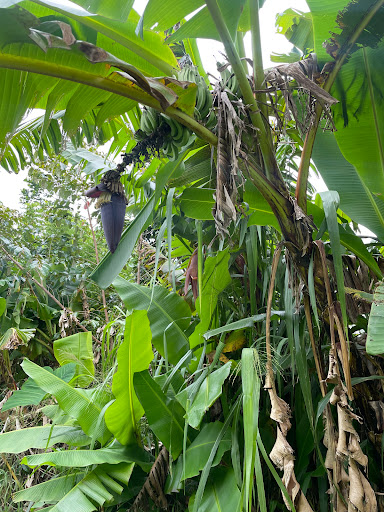 Big Island Farms - Thumbnail