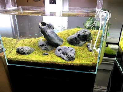 Aqua Forest Aquarium