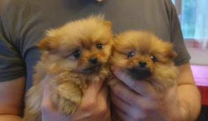 Photo n°5 de Centre Canin et Félin du Château Fraye à Vayres-sur-Essonne (Dresseur pour chiens)