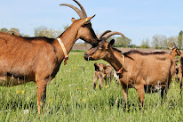 Charline Colas à Roche-d'Agoux