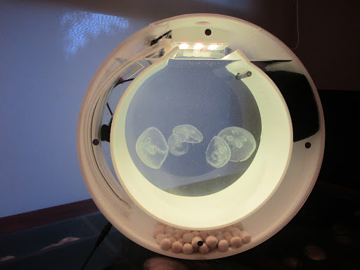 MEDUSEA - Visual