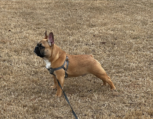 Southern Frenchies and Sons Gallery - United States