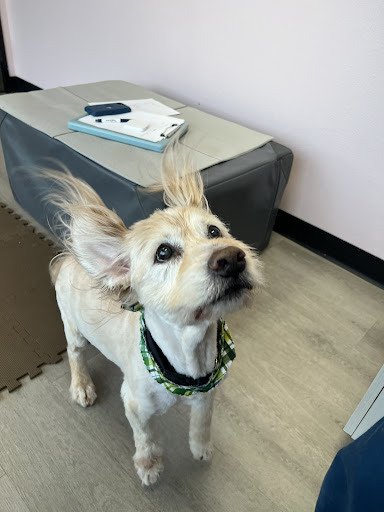 Nose to Tail Animal Care - Animal Chiropractic and Holistic, Wylie Texas