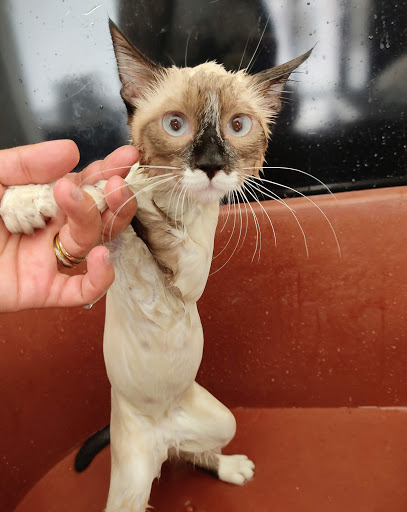 Veterinaria Royal Care