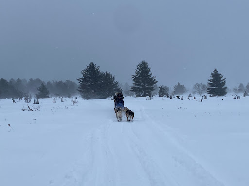 Husky Haven Kennels - Thumbnail
