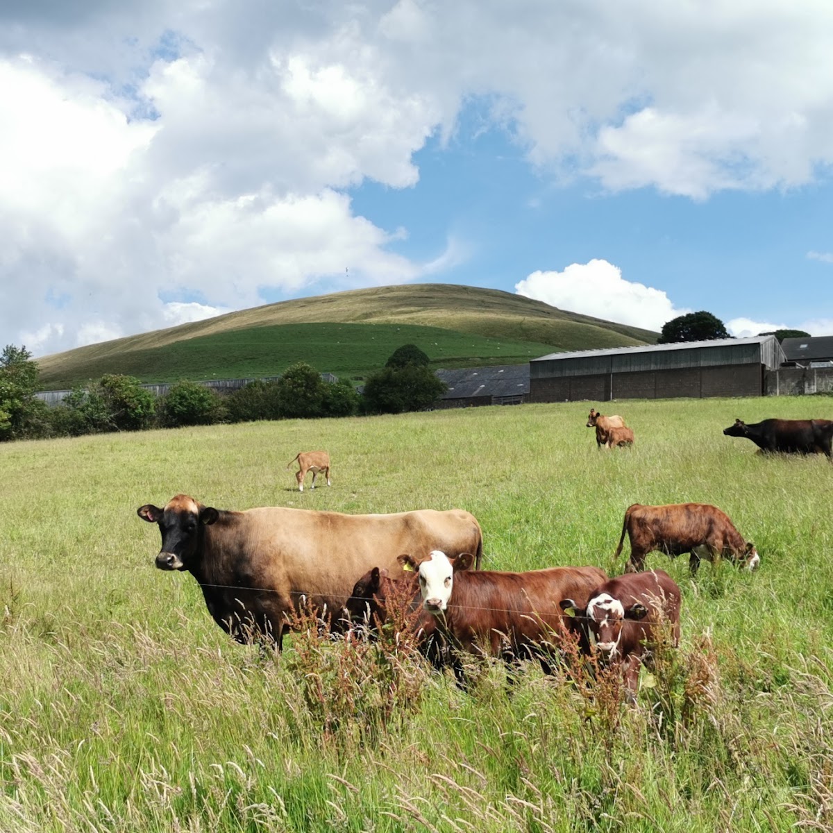 Farm on the Fell
