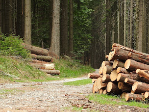 Photo n°1 de COFORET à Villard-de-Lans (Exploitation forestière)