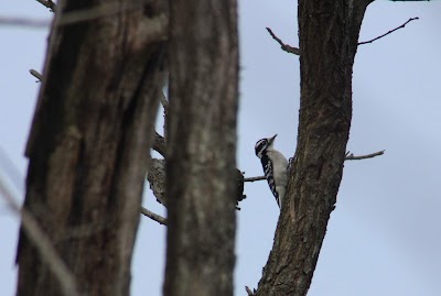 Ashton Tract - Augustine Wildlife Area