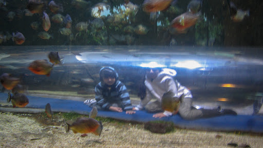 Kipp Aquarium - Thumbnail