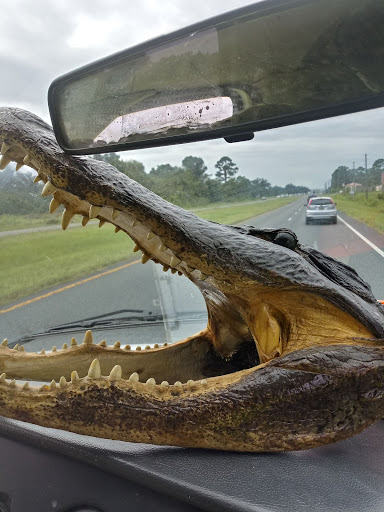 Shayne's Gators - Visual