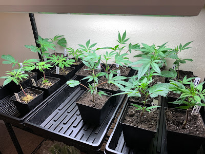 Photo of Cowboy Cannabis Dispensary