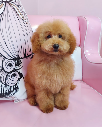 Miss Groomer - Pet Salon - Thumbnail