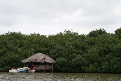 Photos of Rio Tuba Creek . Mangrove project