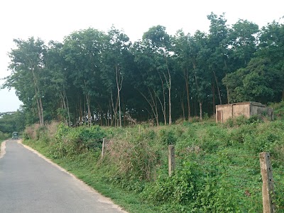 Photos of Kanon Valley Rubber Plantation/ Dairy Farm