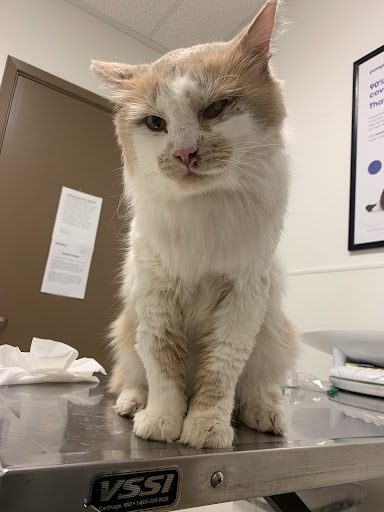 Bellevue Value Pet Clinic - Thumbnail